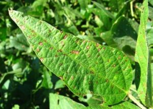 Alternaria Tenuissima and Cercospora Sojina in Soybean