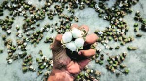 Rainfed Cotton