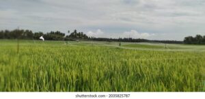input-utilization-pattern-of-rice-farmers-in-nellore-district-of-andhra-pradesh-india