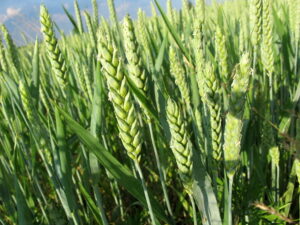 Triticum aestivum