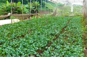 zero-budget-natural-farming-with-reference-to-punjab-conditions-a-review