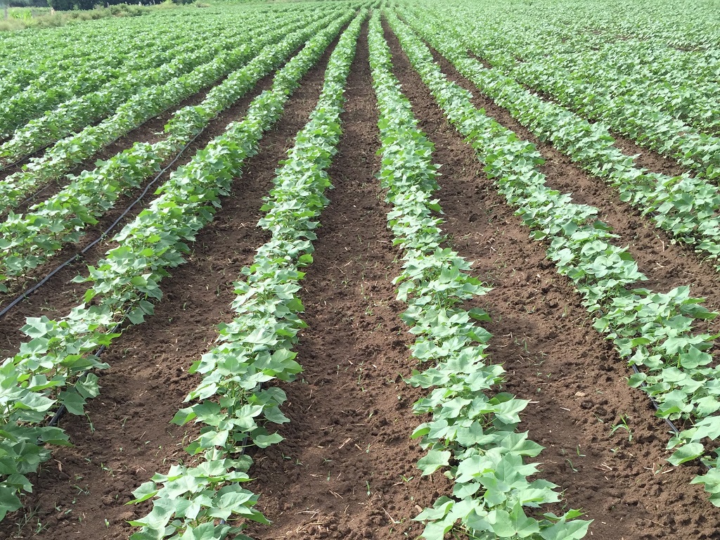 High-Density Planting System for Cotton Cultivation