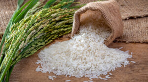 Micronutrients and Humic acid on Growth and Yield of Rice