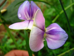 Vigna unguiculata L