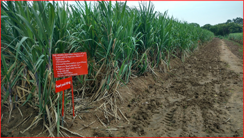 validation-of-soil-test-based-targeted-yield-equations-for-ratoon-sugarcane-on-vertisols