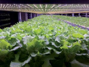 vegetable-crops-boon-for-increasing-net-income-of-farm-families-more-than-two-fold-sra-modle-4