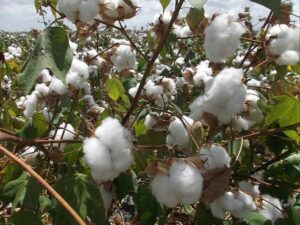 influence-of-planting-geometry-fertilizer-levels-and-growth-retardants-on-growth-yield-and-nutrient-uptake-of-compact-cotton-under-high-density-planting-system