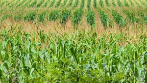 genetic-diversity-studies-in-Forage-Maize-Zea-mays-L.-for-Green-Fodder-Yield