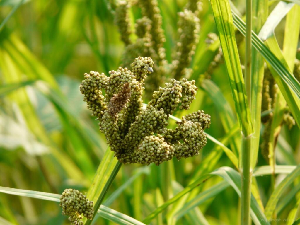 Elucine coracana (L.