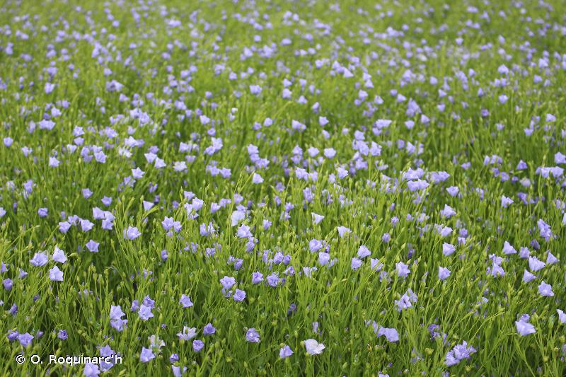 Linum usitatissimum L.