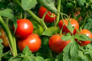 Solanum lycopersicum L