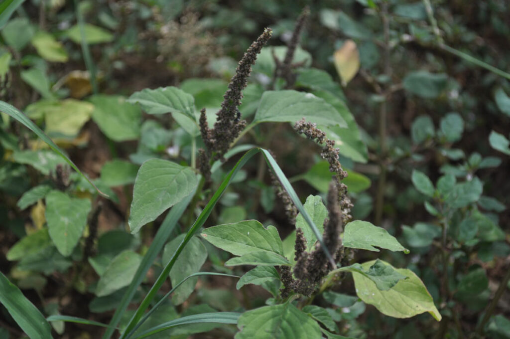 Weed Management Practices in rabi Groundnut