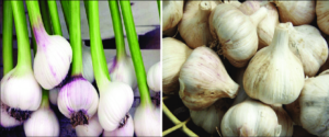 Allium sativum L.