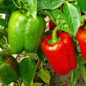 Capsicum annum L. var. grossum Sendt