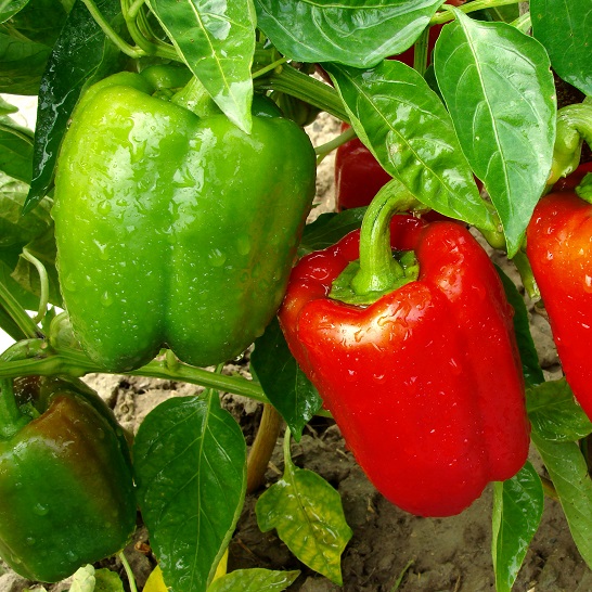 Capsicum annum L. var. grossum Sendt