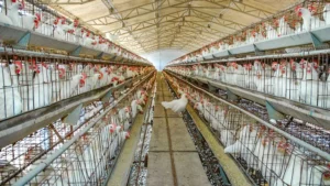 Poultry Farming In India