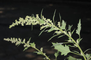 Quinoa, Integrated Nutrient Management, Yield, Economics