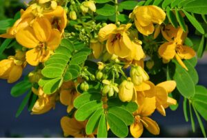 Pharmacological Properties of Cassia fistula