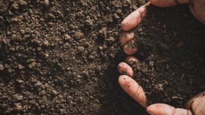 Sandy Loam Soils