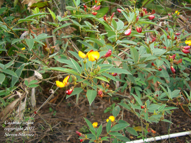 Cajanus cajan (L.) Millsp.