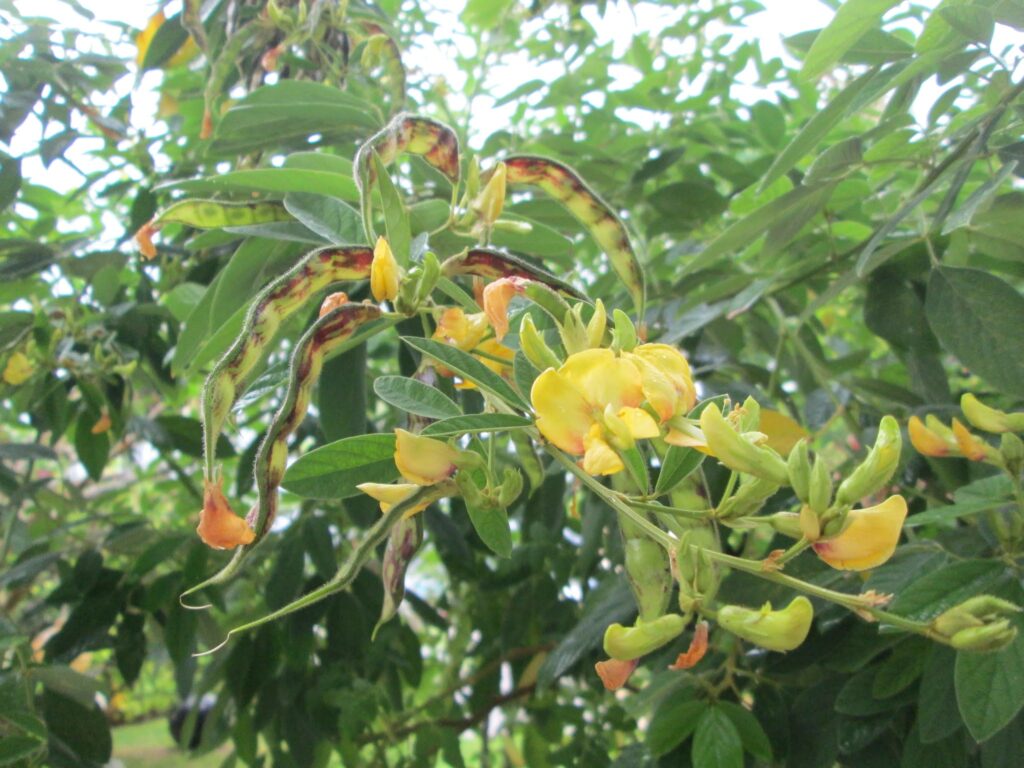 Performance of Pigeonpea with the Calcium Chloride