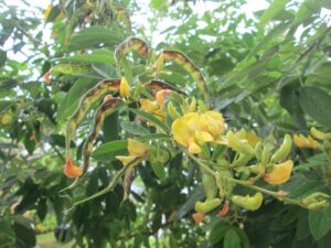 Performance of Pigeonpea with the Calcium Chloride