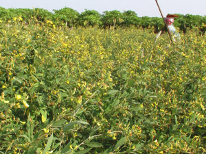 Phytophthora wilt Pigeonpea