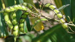 Pigeon pea through Foliar Application