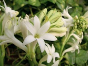 Polianthes Tuberosa L.