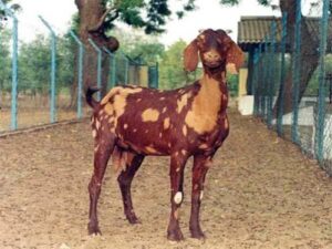 non-descript goats upgraded with Sirohi bucks
