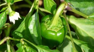 Capsicum  annuum var. grossum L.