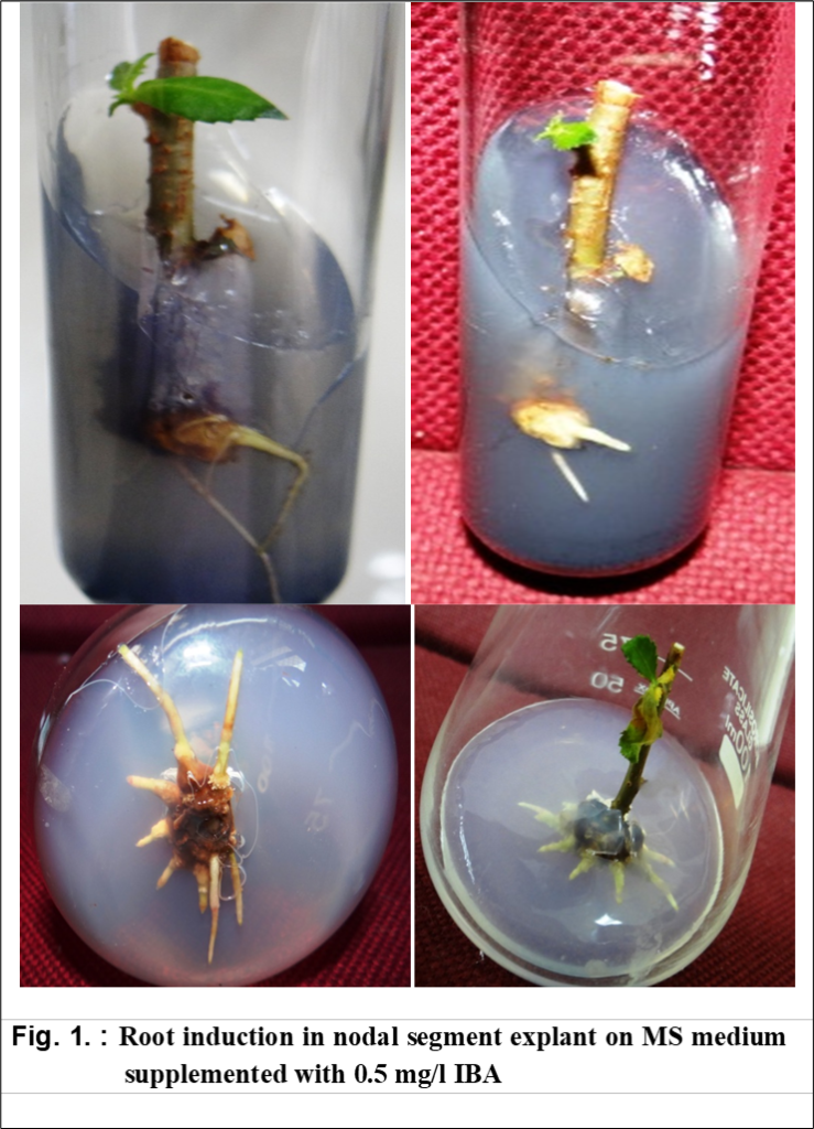 In vitro root Induction in Guggul (Commiphora wightii ) critically ...